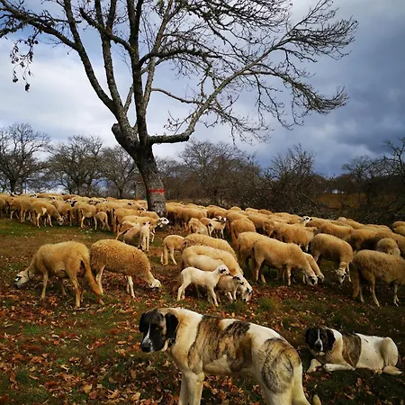 Casa Flipe - C * Bragança