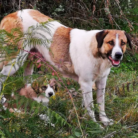 Διαμέρισμα Casa Flipe - C *