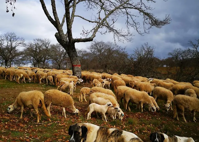 Casa Flipe - C * Браганса