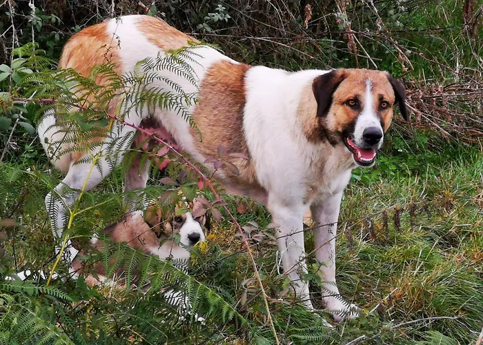 شقة Casa Flipe - C *